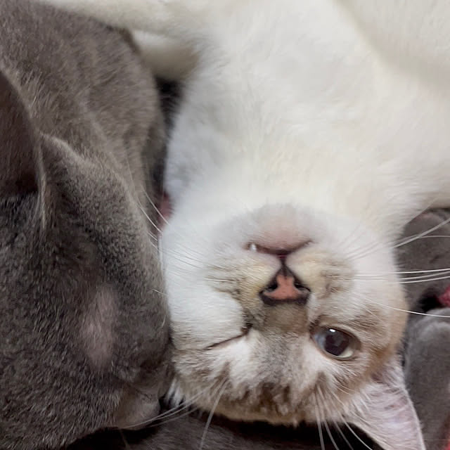 nekoさんの部屋