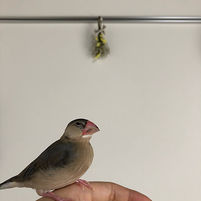 papipさんの実例写真