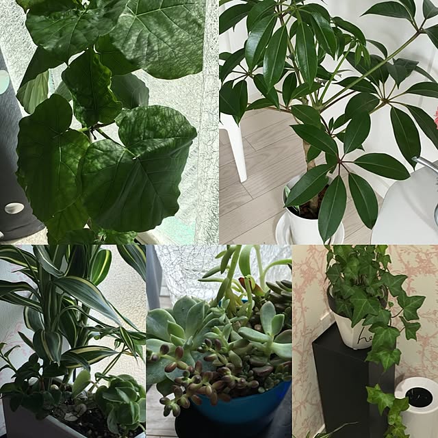 ベッド周り/観葉植物/多肉植物初心者/ウンベラータ♡/ツピタンサス...などのインテリア実例 - 2016-03-21 11:32:44