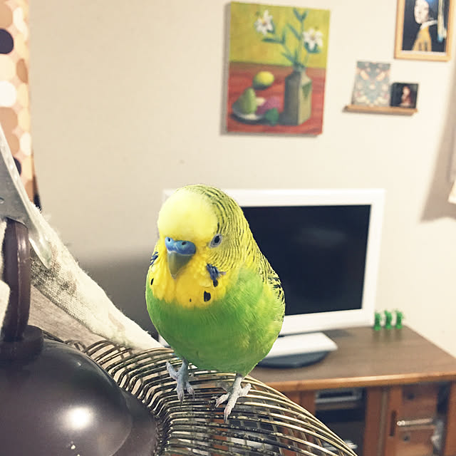 cyaroさんの実例写真