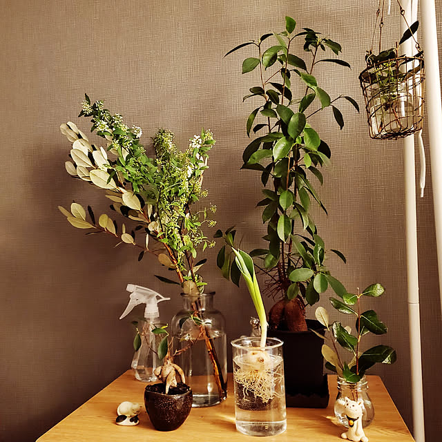 棚/雑貨/一人暮らし/ナチュラル/観葉植物...などのインテリア実例 - 2021-02-22 23:52:34