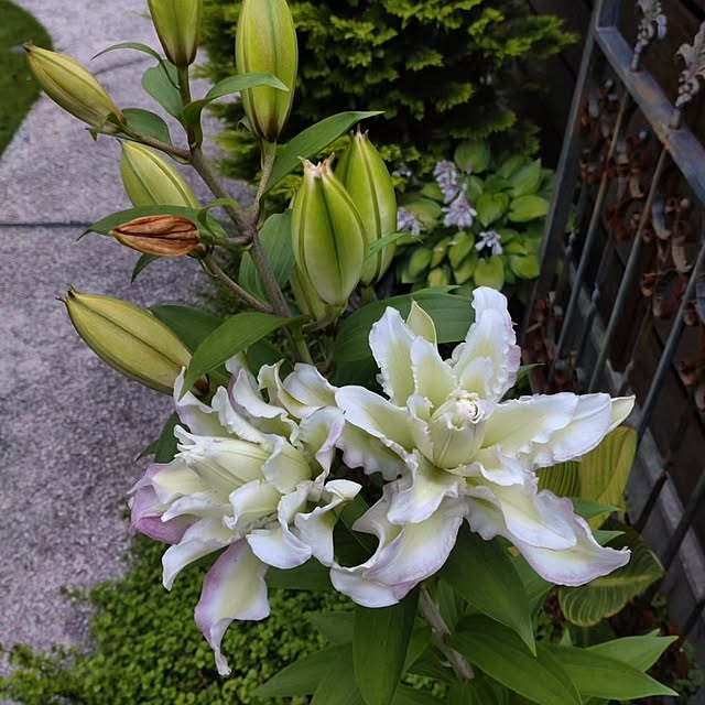 figaroさんの部屋