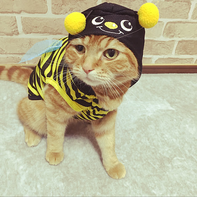 nekoさんの実例写真