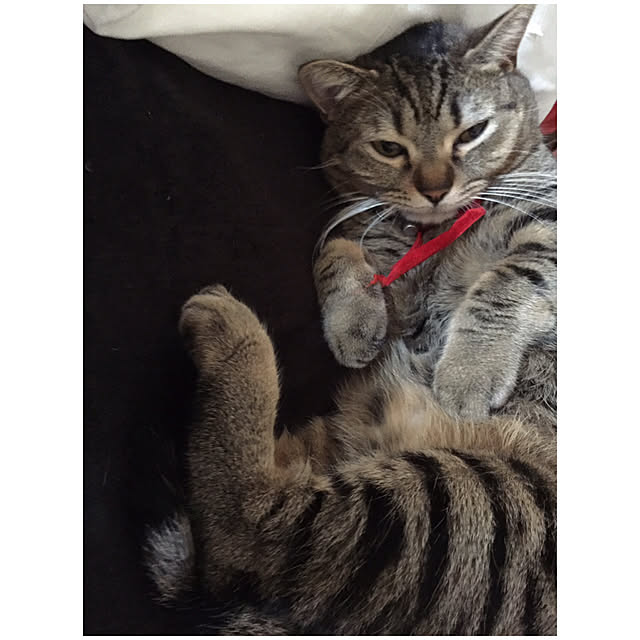 catwomanさんの実例写真