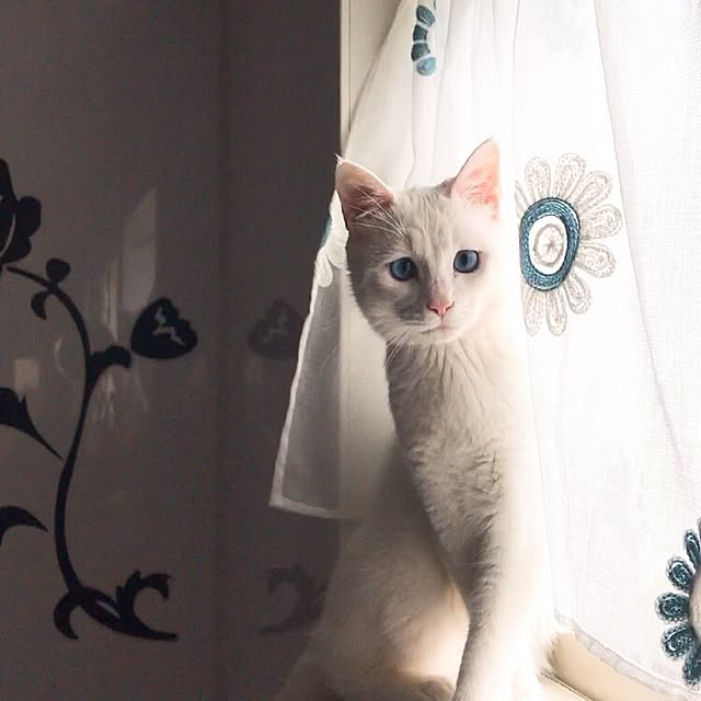 nyanko-beamさんの実例写真