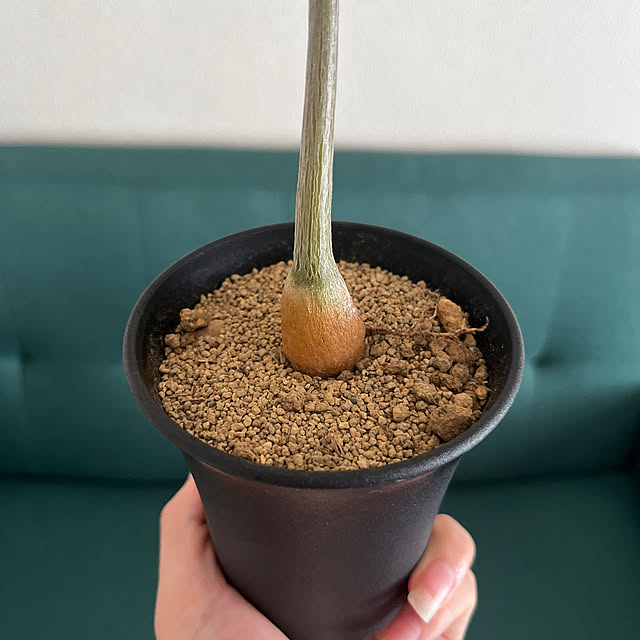 tobiさんの部屋