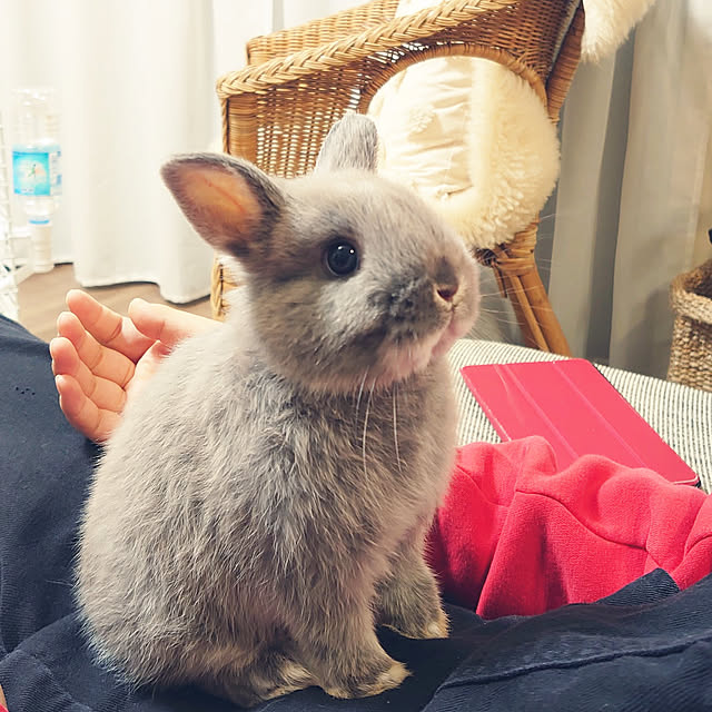 nenekoさんの実例写真