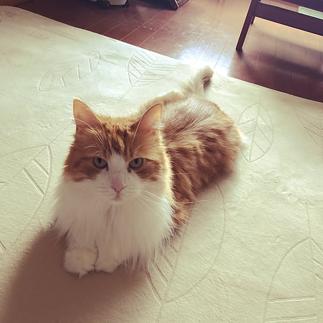 uchidaizuさんの実例写真