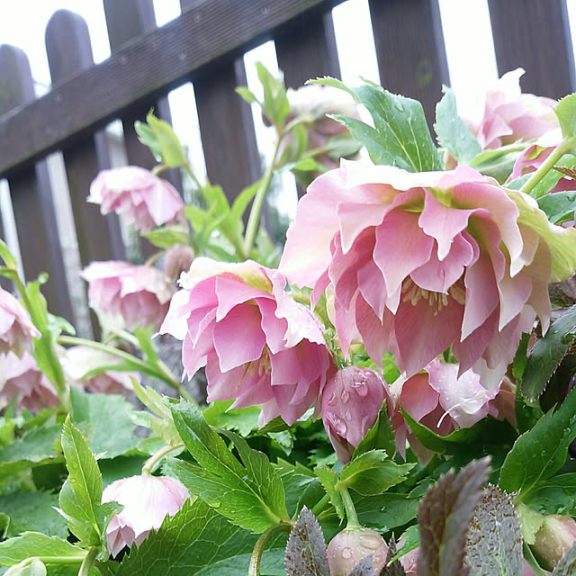 VIORAさんの実例写真