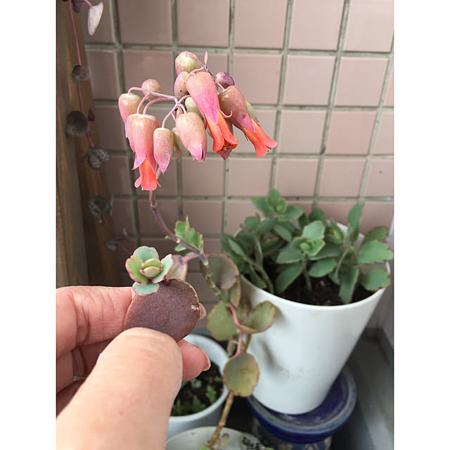 HKSさんの実例写真