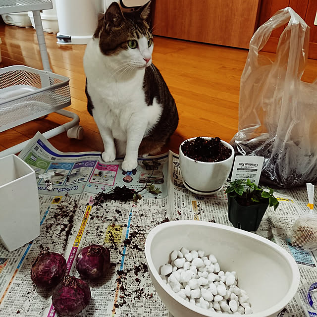 nachiさんの実例写真