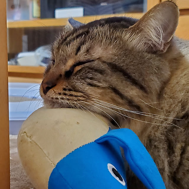 makoさんの実例写真