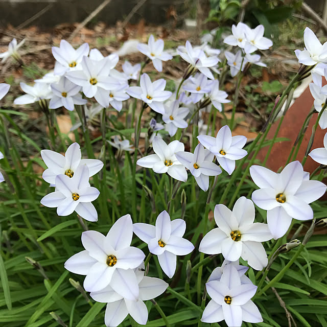 sakura1116さんの実例写真