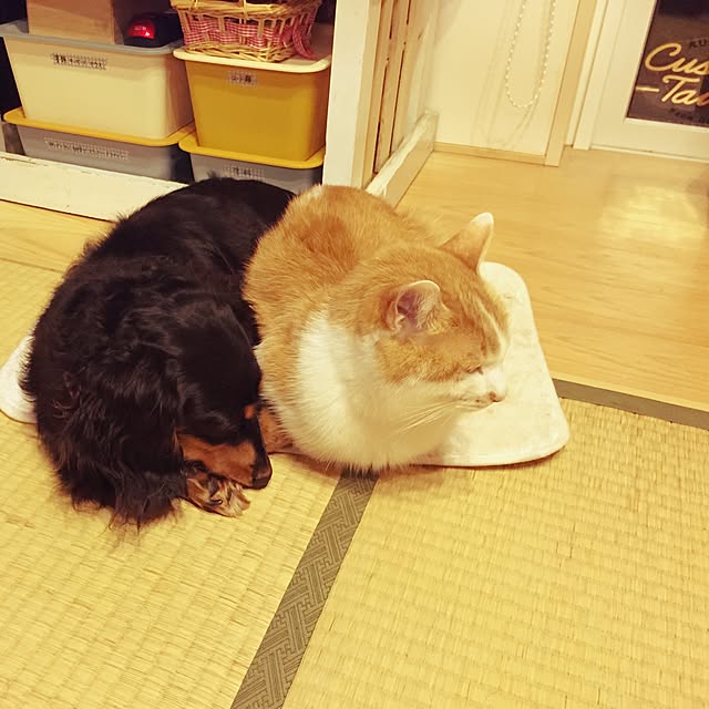 LEMONさんの実例写真