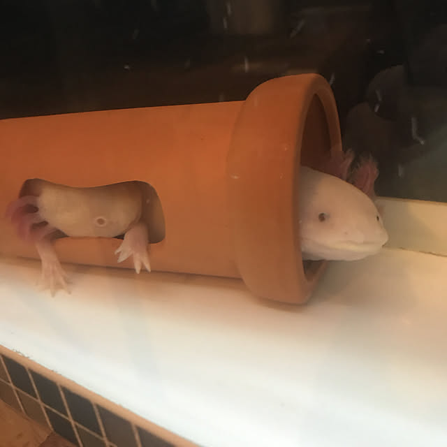 satatinさんの実例写真