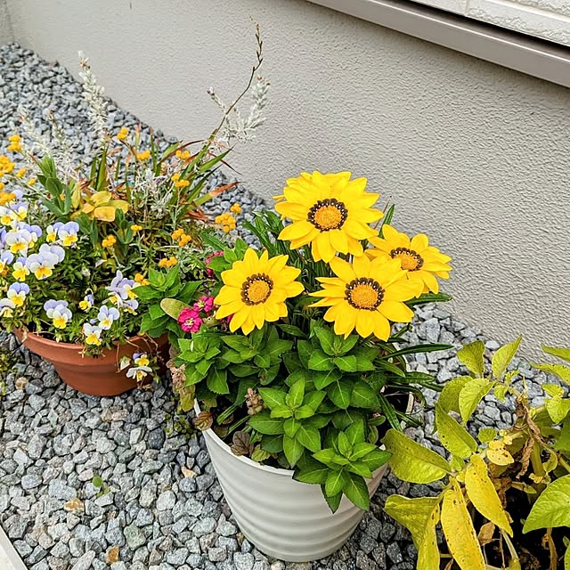 tomatopapaさんの実例写真