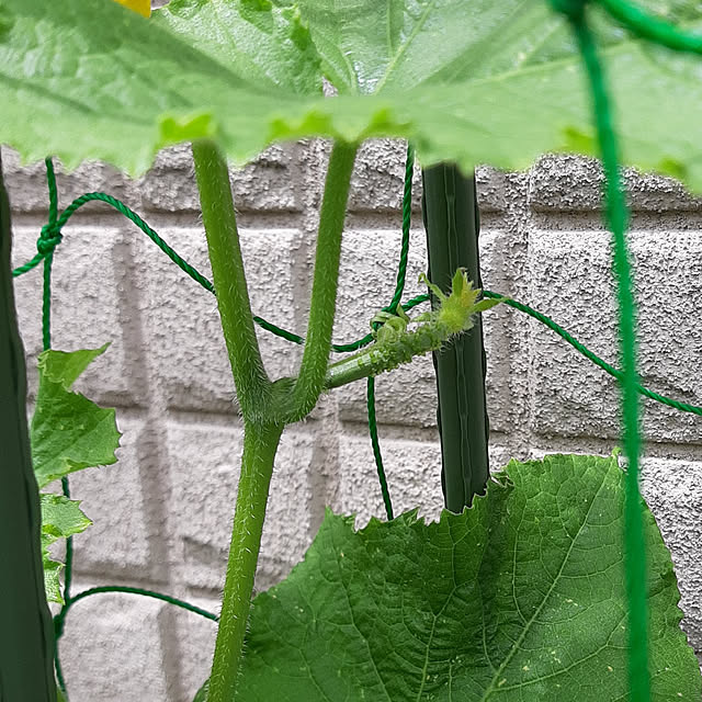 greenmanさんの実例写真