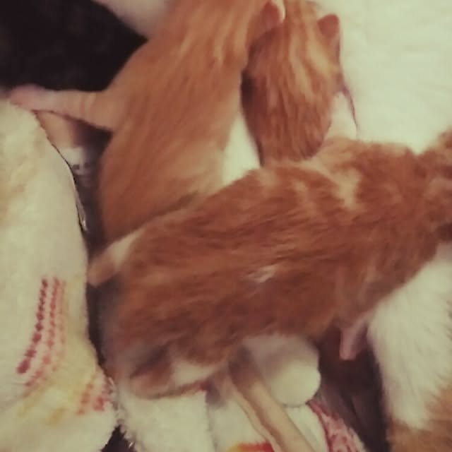 実例写真