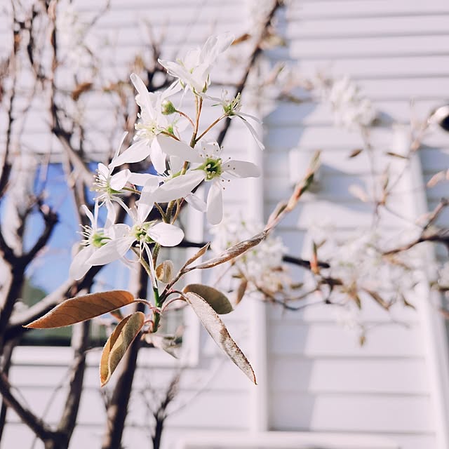 surviveさんの部屋