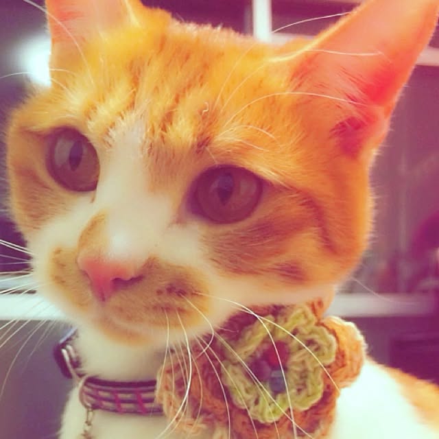 tarochan.さんの実例写真