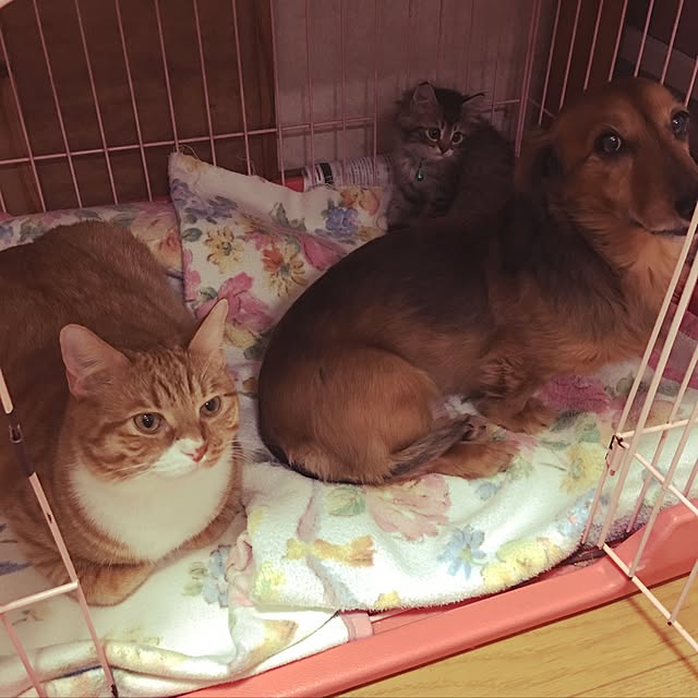 CATさんの実例写真