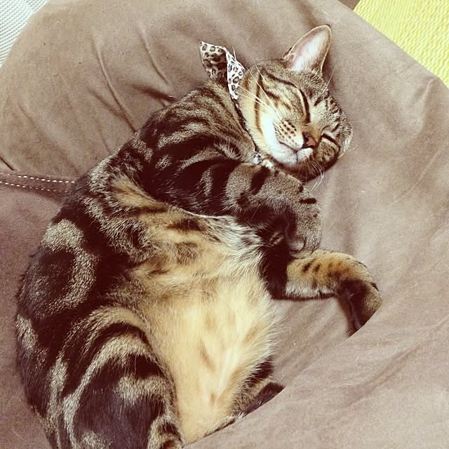 konatsuさんの実例写真