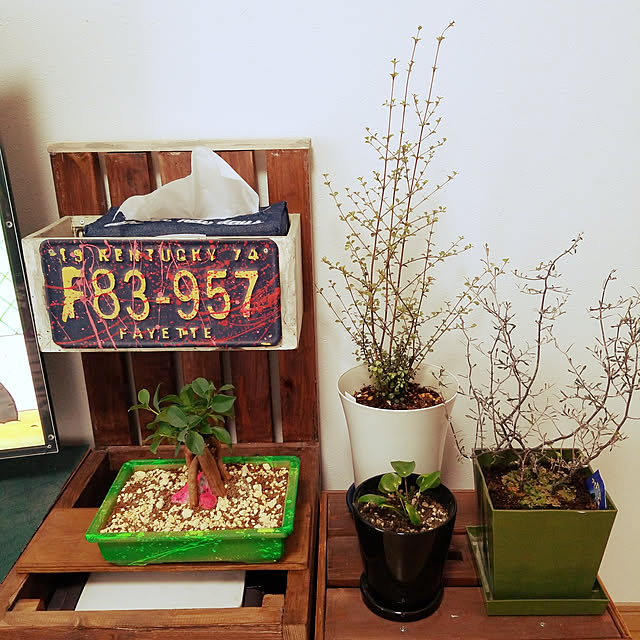 棚/観葉植物/ガーデニング/100均/リメイク...などのインテリア実例 - 2019-05-18 09:12:51