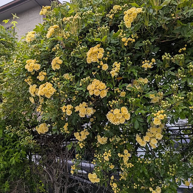 minnieさんの部屋