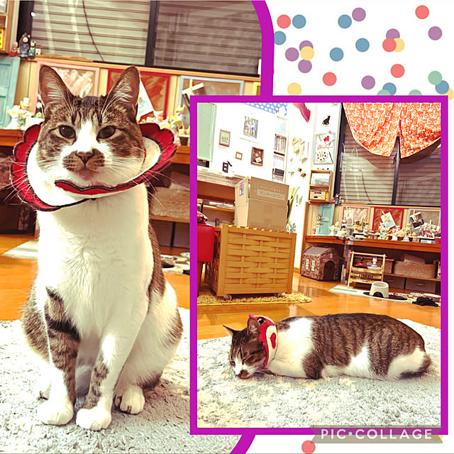 jijiさんの実例写真