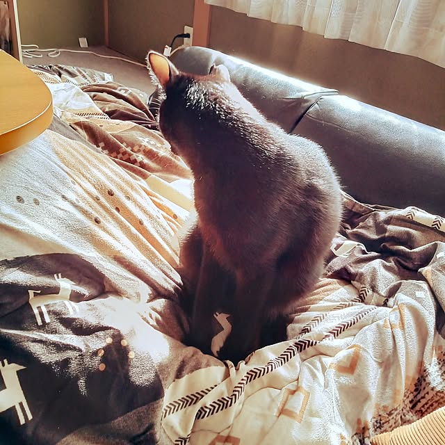 ruantaiさんの部屋