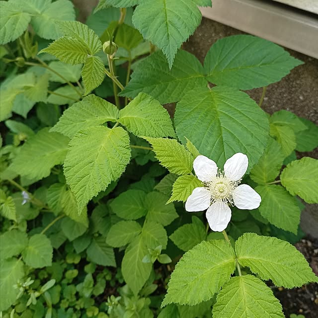 soyokoさんの実例写真