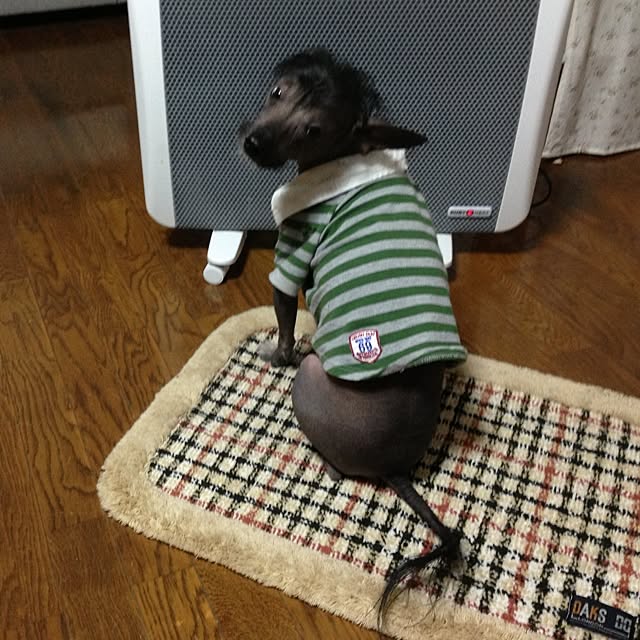 実例写真