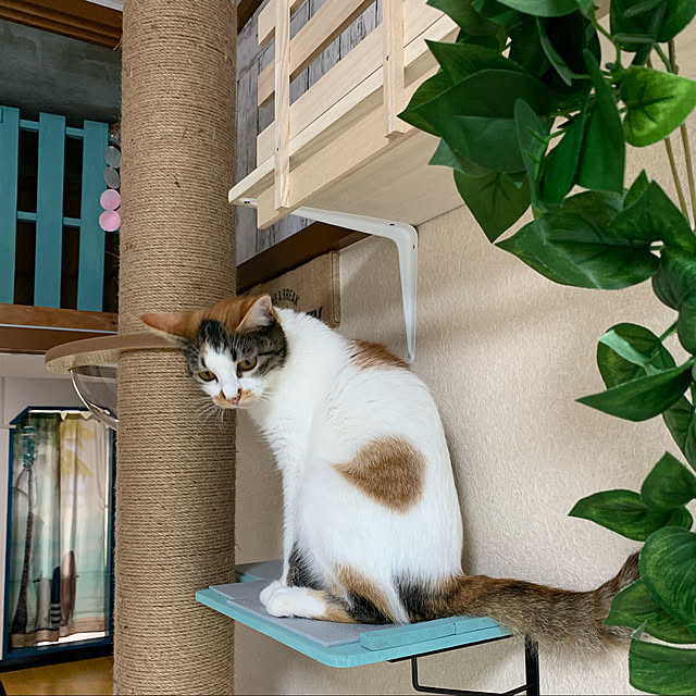 saoさんの実例写真