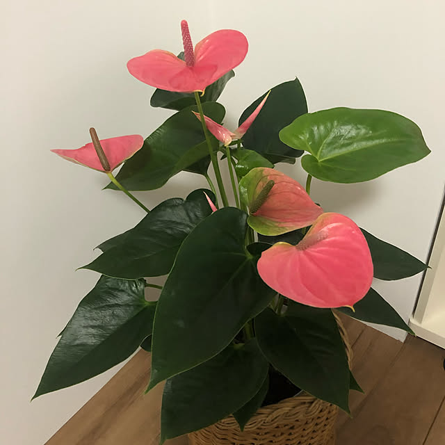 risさんの実例写真
