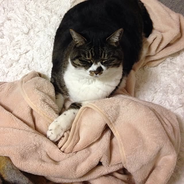 piyopicoさんの実例写真