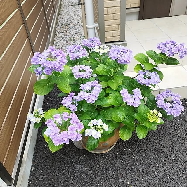 玄関/入り口のインテリア実例 - 2023-07-06 17:44:22