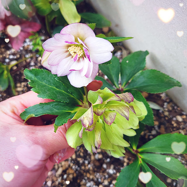 mimi828さんの実例写真