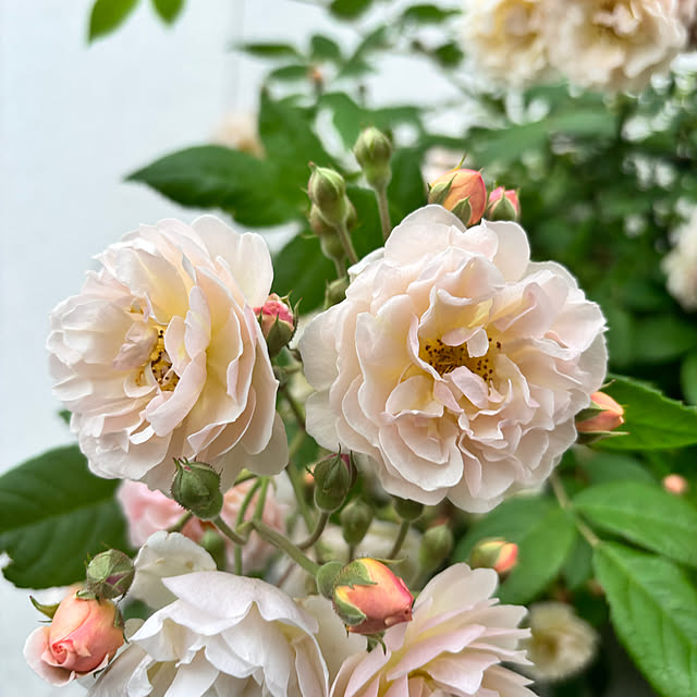 portulacaさんの部屋