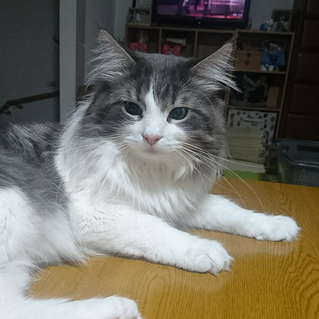 shinobuさんの実例写真