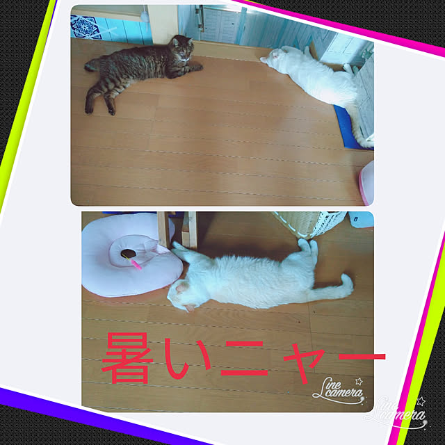 posauruさんの実例写真