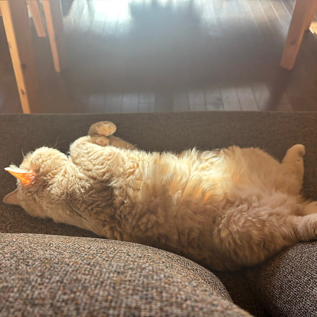 naokoさんの実例写真