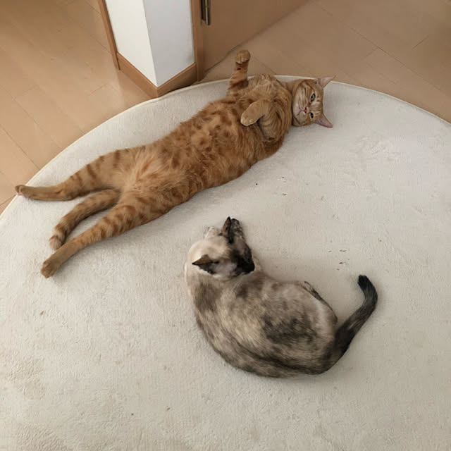 necomameさんの実例写真