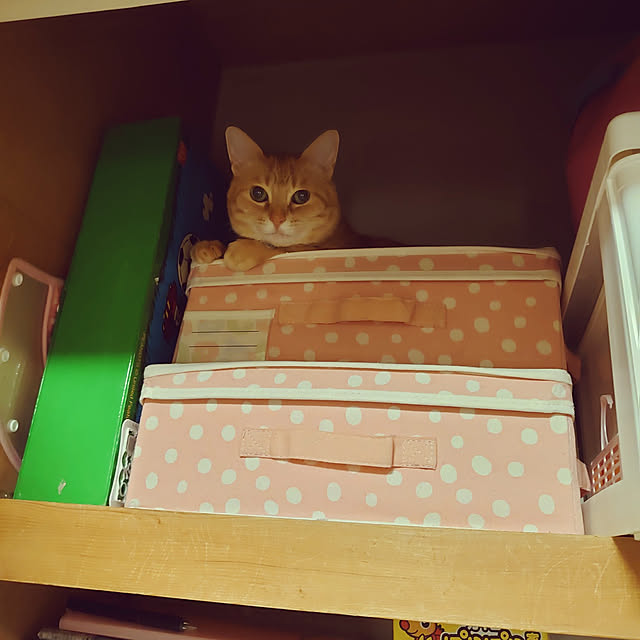 asuminさんの実例写真