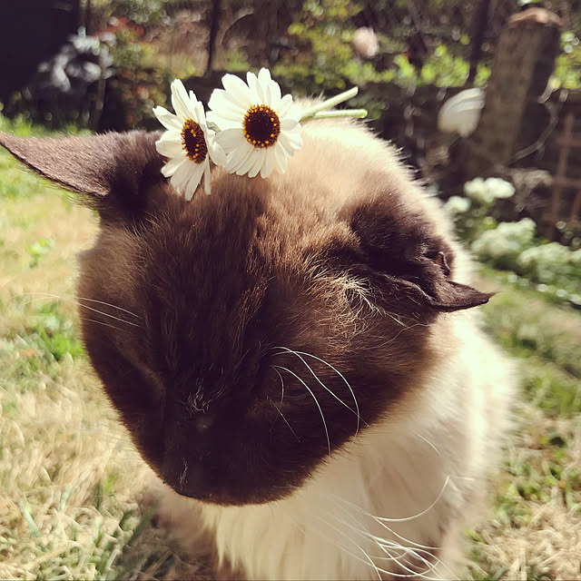 実例写真