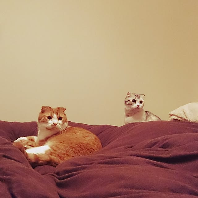 Sachiさんの実例写真