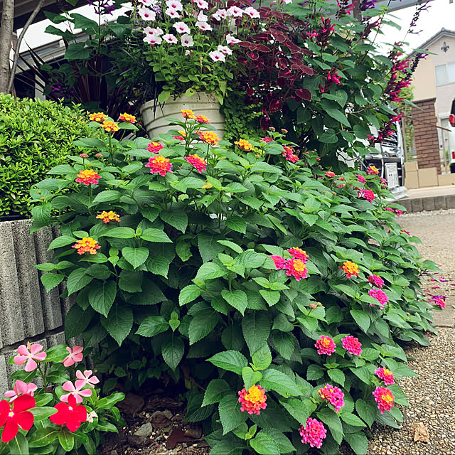 yukarin-gardenさんの実例写真