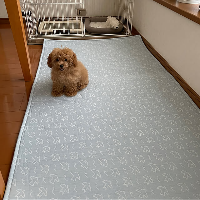 kawauso15さんの部屋