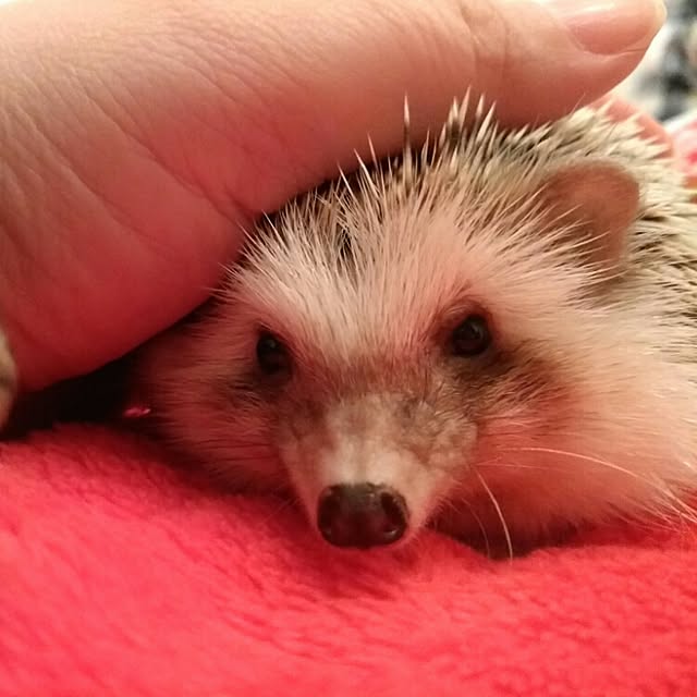 kuruさんの実例写真
