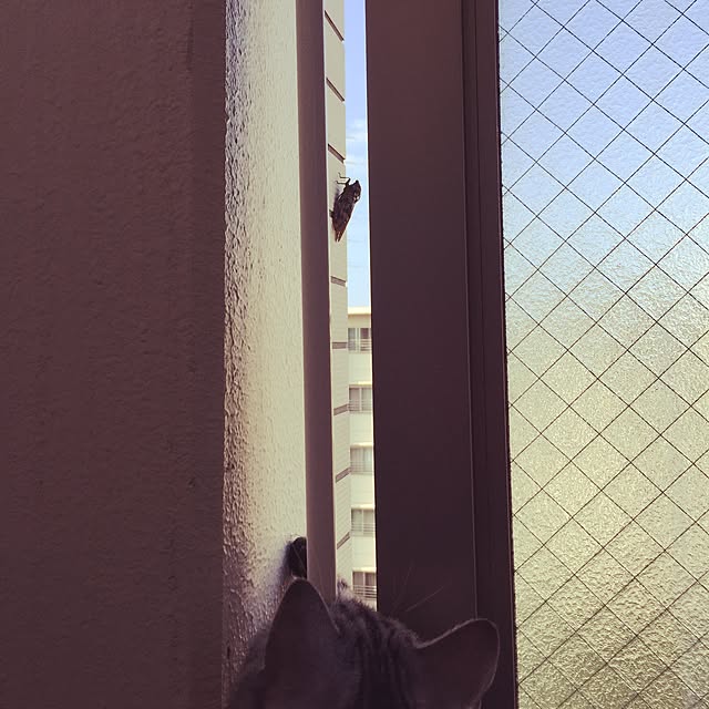 hiyupan88さんの実例写真