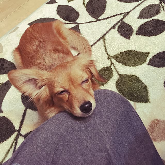 saichanさんの実例写真